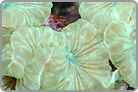 Fox Coral